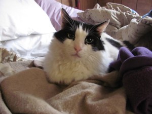 These blankets are mine ... no, I don't know what you're gonna use, but it won't be my blankets.