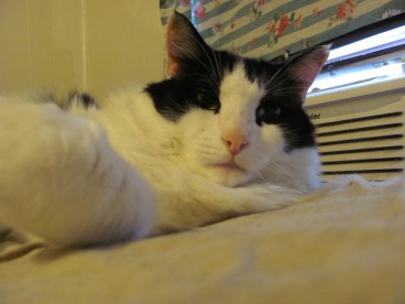 If you were a cat, you wouldn't NEED to decompress. Silly Mommy!