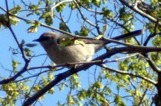 Enjoy your peace now, little birdy, for it will soon be gone  ... 