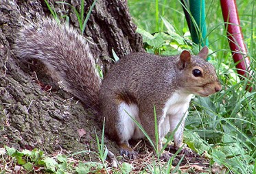 Senor Pantalones is moving? I must hatch a plan to tortue him ...