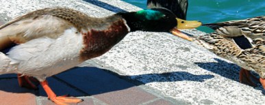 8912023225_3fffb51b8f_o