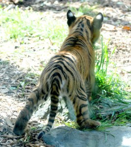 babytigerbutt-831-1-_tplq