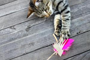 Human, I'm sorry, but it appears this is counterfeit. Or Canadian. I dunno ... Image from diynetwork.com.