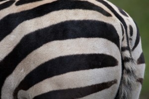 zebra