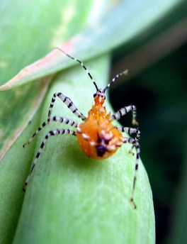 I may be small, but I'm big-time creepy. Here's proof.