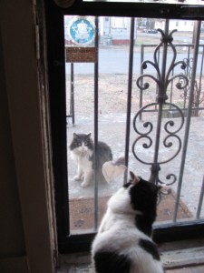 What?? Why is there a cat on my porch?