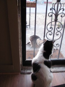 Whaaaa??? And now she's grooming herself? Moooommm!