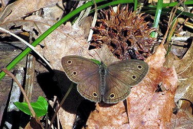 A little wood satyr tries to blend in.