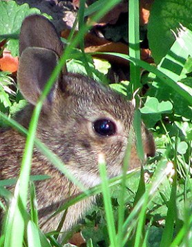 Well, I WAS hidin' eggs ... 