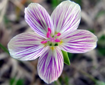 When I see a patch of tiny spring beauty in the yard, it always seems such a shame to mow it down.