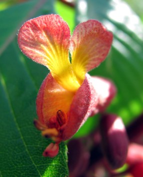 Buckeye ... kinda reminds me of Mickey Mouse for some reason.