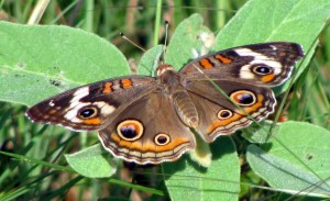 A common buckeye catches some rays.