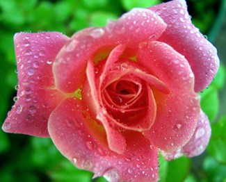 This was one of the few mini roses I've found that actually has a scent. Alas, this one died a couple of years ago.