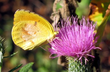 A dogface butterfly (I'm pretty sure) lands on thistle.