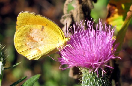 A dogface butterfly (I'm pretty sure) lands on thistle.