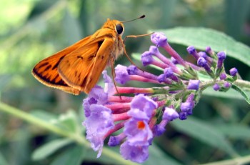 A fiery skipper pays a visit to a butterfly bush.