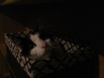 You realize, of course, that this basket, like everything else, is mine.