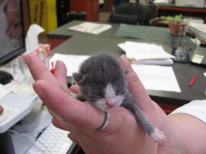 Our little scoop of cuteness has a new mom!