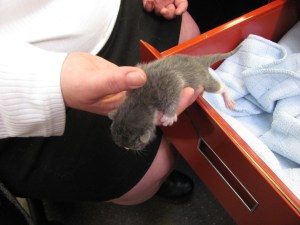 This kitten was really on the move.  And yes, that IS '70s-era orange on the drawer.