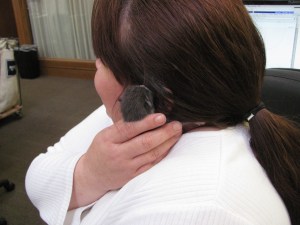 The kitten spent a lot of time climbing up to Steph's shoulder, and loved her hair.