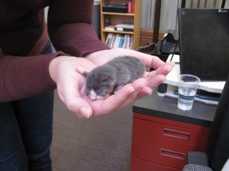 The other Stephanie in the newsroom cradles our littlest reporter.