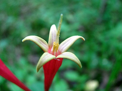 One of my favorite finds at Burns Park in North Little Rock, an Indian pink. I've only found it in one spot for a fairly short window of time in April.