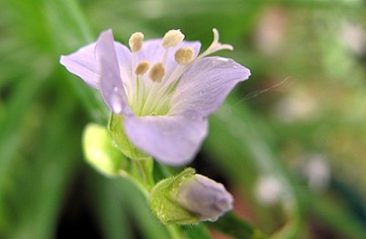 Jacob's ladder in the sun.