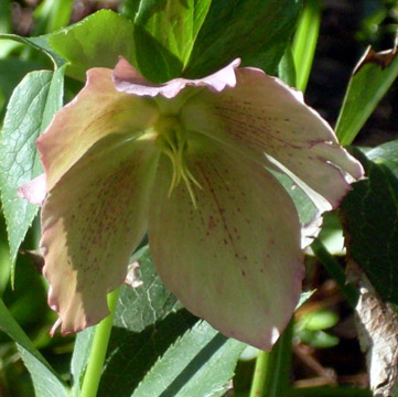 This pinkish lenten rose is one of the beauties found underneath leaves.