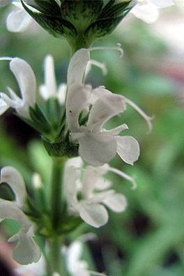 Weed or wildflower, depending on your perspective: meadow sage.