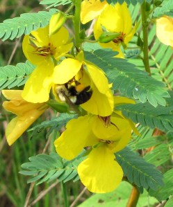 A bee hangs out on a partridge pea.