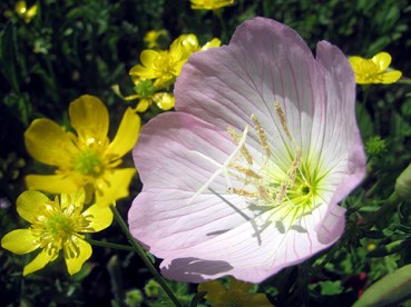 Showy evening primrose never fails to brighten my day. Those buttercups aren't bad either.