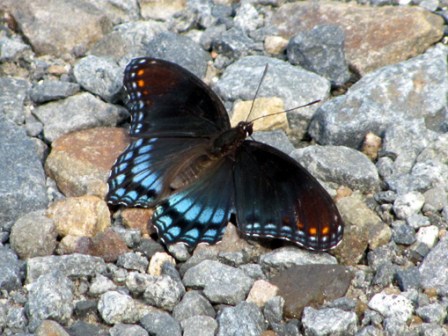 A purple admiral suns itself on a bed of gravel.