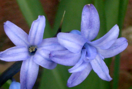 Purple hyacinths; we had a patch of these when I was growing up, and I always loved them.