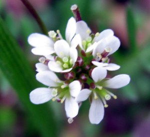 Shepherd's purse can be annoying when it's in abundance in your yard in early spring, but it's actually quite pretty.