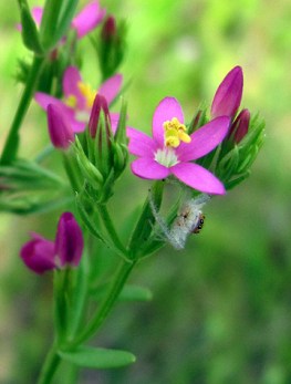Rose gentian, found on a roadside.