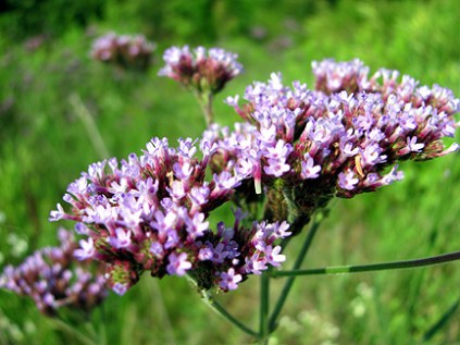 Another roadside find: sea lavender.