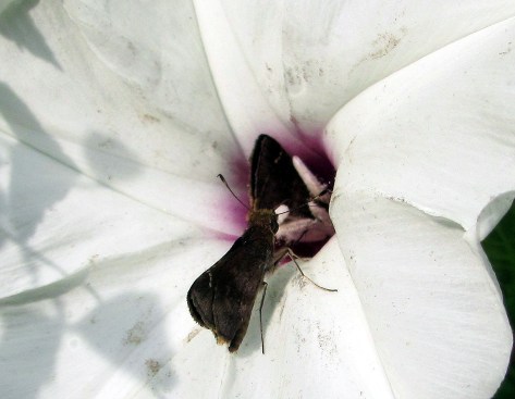 Skippers queue up for nectar from a wild hibiscus.