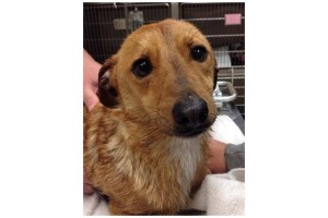 Jack, a dog displaced by the tornado in Mayflower, awaits a reunion with his people. Photo courtesy: Maumelle Friends of the Animals via Facebook.