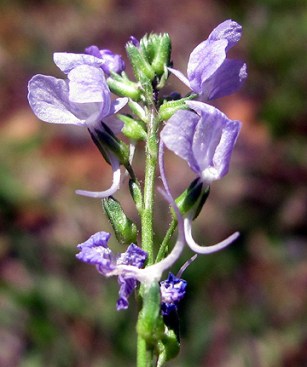 This dainty thing is one of my favorite wildflowers from when I was growing up: Texas toadflax. Why it has Texas in the name I have no idea.