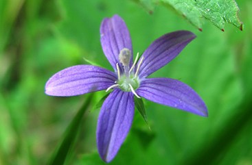 A Venus looking glass, another tiny wildflower.