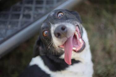 Happy little guy Oreo somehow survived the destruction of his family's home. Image by Paul Blecher, NBC News.