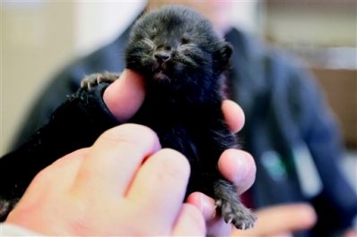This young kitten was found in the aftermath of the Vilonia tornado. Image by Danny Johnston, AP.
