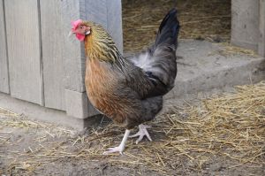 By God, there'll be a chicken in every ... wait ... what?? Image by Valerie Everett from Indianapolis, via Wikimedia Commons