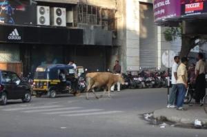 Thinking of walking your cow down Main Street in Little Rock on a sunny Sunday afternoon? Police might not take as kindly to it as the people of Pune, India. Image from tripadvisor.com.