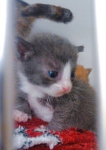 Our little scoop of cuteness at the vet.