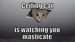 ceilingcat
