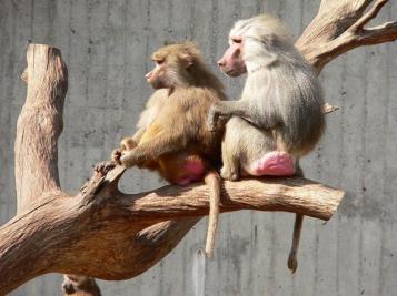 Once again, baboons are the butt of the joke.  Image of Hamadryas baboons from Wikimedia Commons.