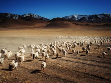 Baaaaad to the bone. OK, I feel sheepish for doing that, sorry. Image from National Geographic via LibraryThing.