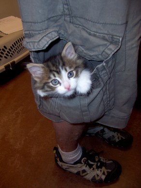 I don't like cargo pants, but if they came with cute kittens in the pockets, I might change my tune.  Image from Catster.