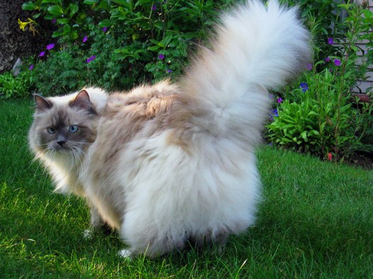 Does my butt look big in these pants? Image of Lacey from Love Meow.